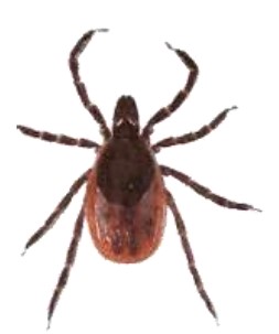 Image depicting Ticks and Lyme Disease